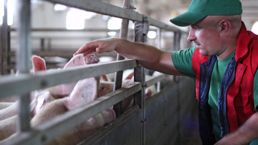 Tko je kriv što se virus AKS-a raširio na još dva grada, a tko će nadoknaditi štetu?