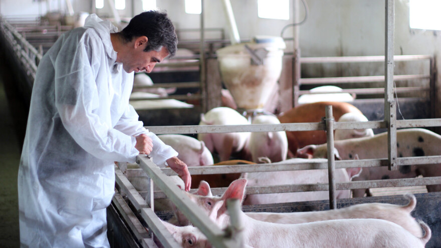 Pripremaju opsežan plan rekonstrukcije stočarstva - što čeka njemačke uzgajivače?