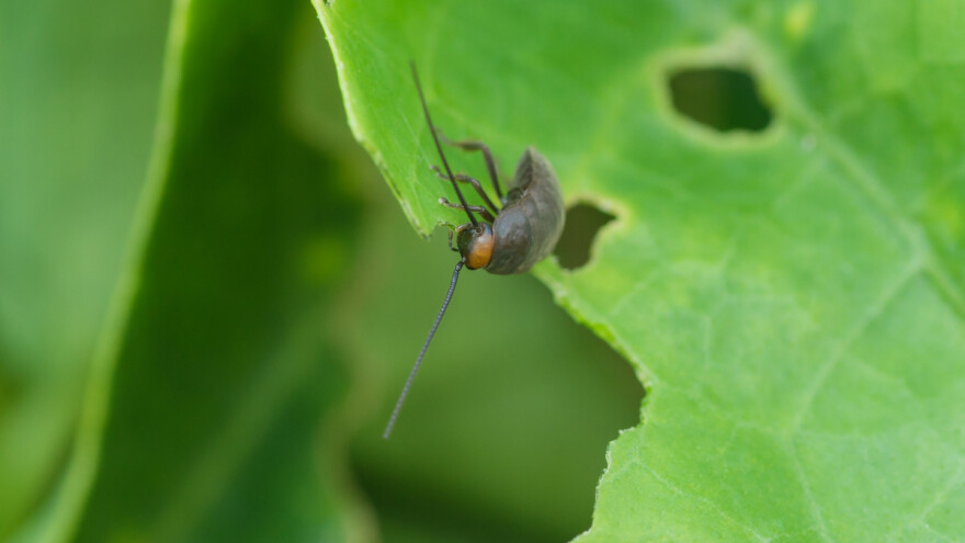 Oterajte bubašvabe niskim temperaturama, nanom i pelinom