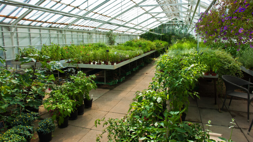 Proizvodnja u staklenicima sigurnija: Bolji prinos i kvalitet biljaka