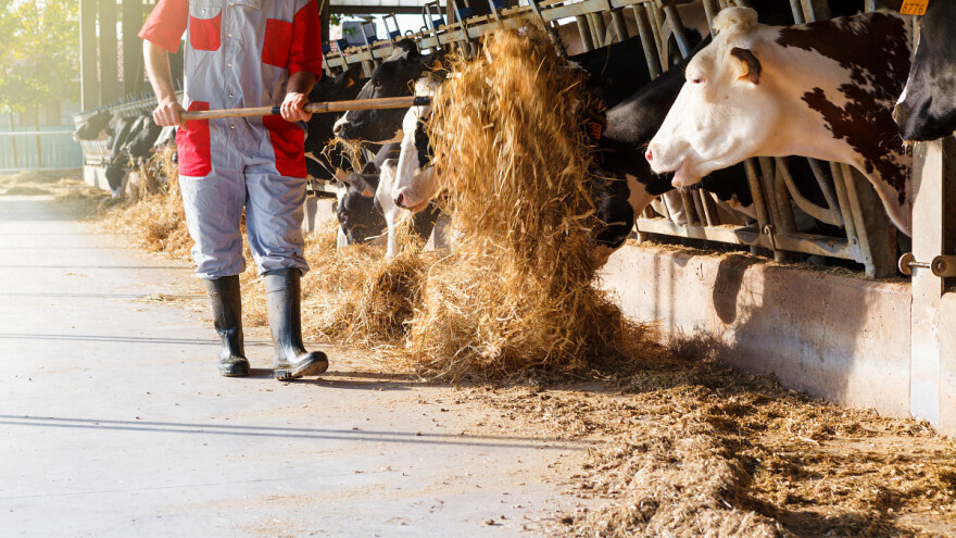 Uticaj prelaznog razdoblja laktacije na proizvodnju mleka