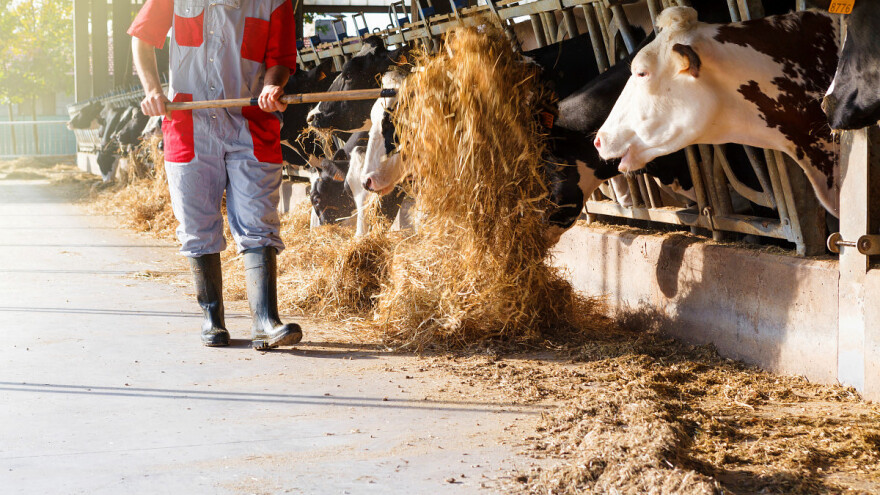 Uticaj prelaznog perioda laktacije na proizvodnju mleka i profitabilnost