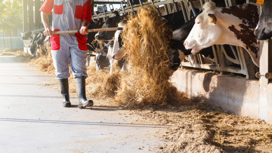 Broj goveda u EU pada petu godinu zaredom - više je faktora