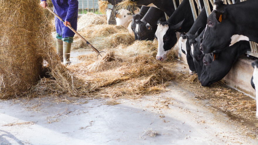 Kako visoka razina mikotoksina utječe na krave, svinje i brojlere?