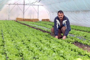 Najčešće bolesti zelene salate i kako se sa njima izboriti