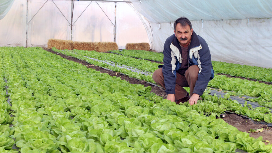 Najčešće bolesti zelene salate i kako se sa njima izboriti