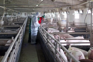 Farma svinja na 20 metara od kuće, ispuštanje osoke na njive?