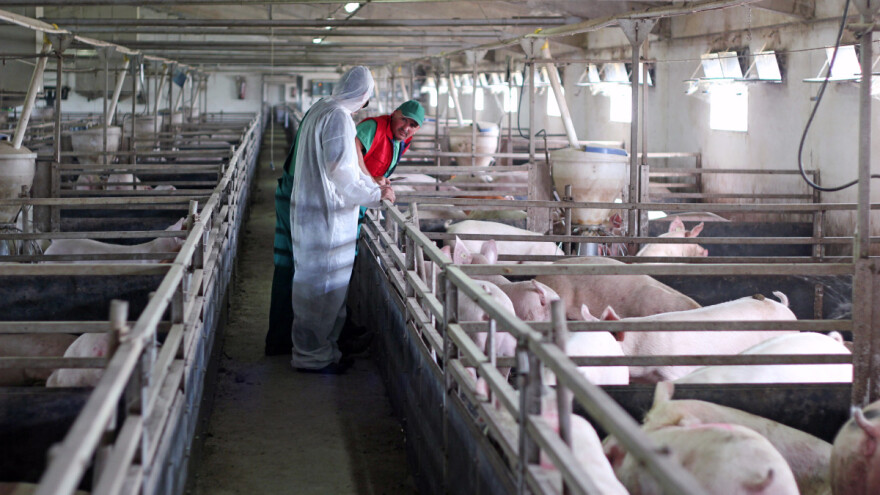 Farma svinja na 20 metara od kuće, ispuštanje osoke na njive?