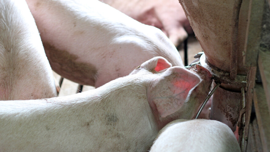 Zdravčević: Država treba otkupiti viškove svinjskog mesa