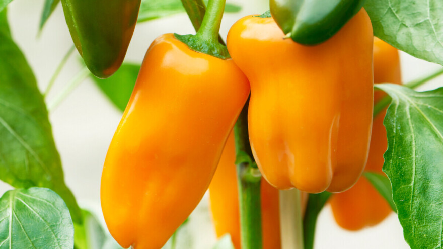 Mini povrće sve popularnije zbog izgleda, ukusa i hranjivosti