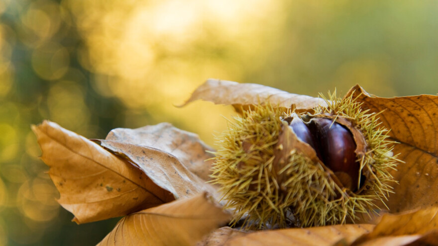 Sjetva kestena: Na otvorenom ili u pojedinačne posude?
