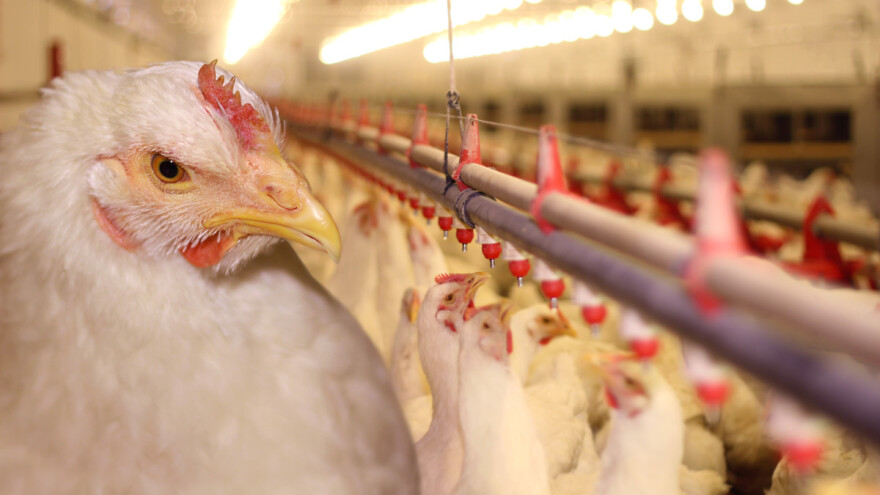 Ako izostanu poticaji - peradari spremni izaći na proteste