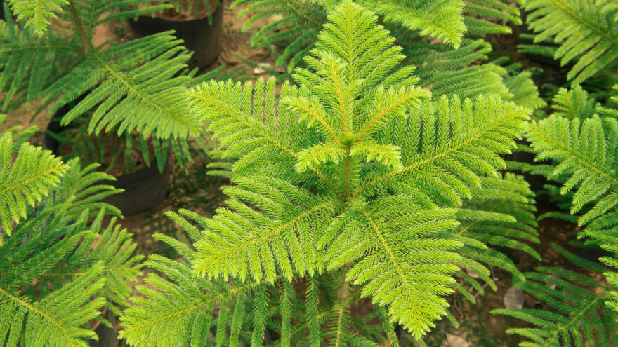 Sobna smreka - zamjena za božićno drvce
