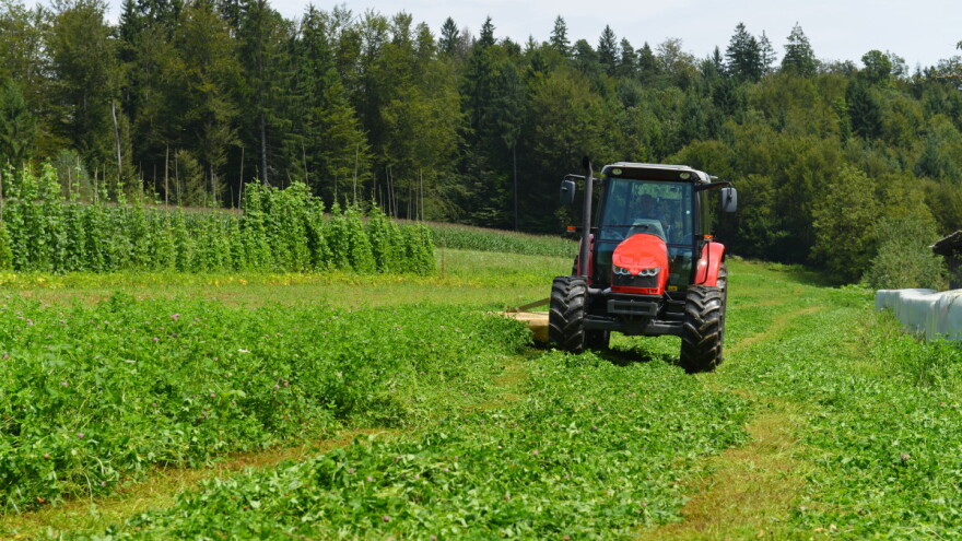 TOP 10: Tko su najveći proizvođači djeteline?