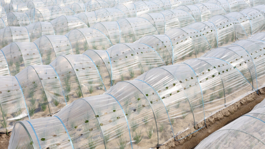 Proizvedite presadnice povrća u toplim gredicama