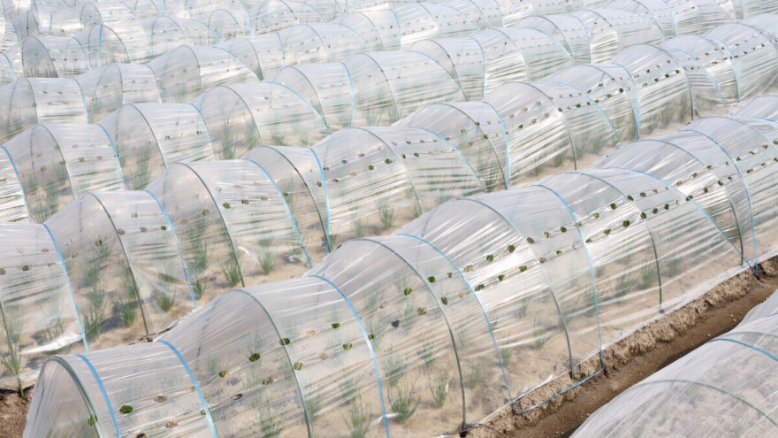 Sad su i Inke sumnjive: Ko je i kada napravio prvu toplu leju?