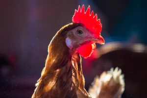 Kopunovo meso je sočnije i ukusnije - kako ga gajiti?