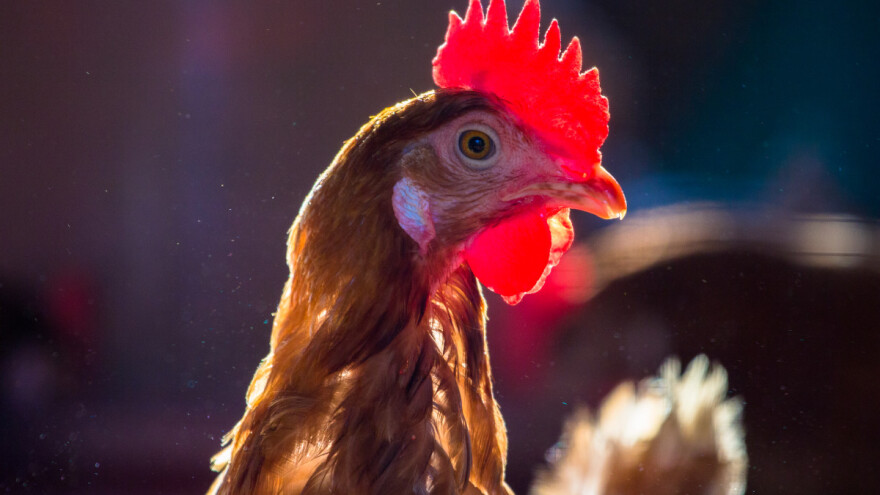 Kopunovo meso je sočnije i ukusnije - kako ga gajiti?