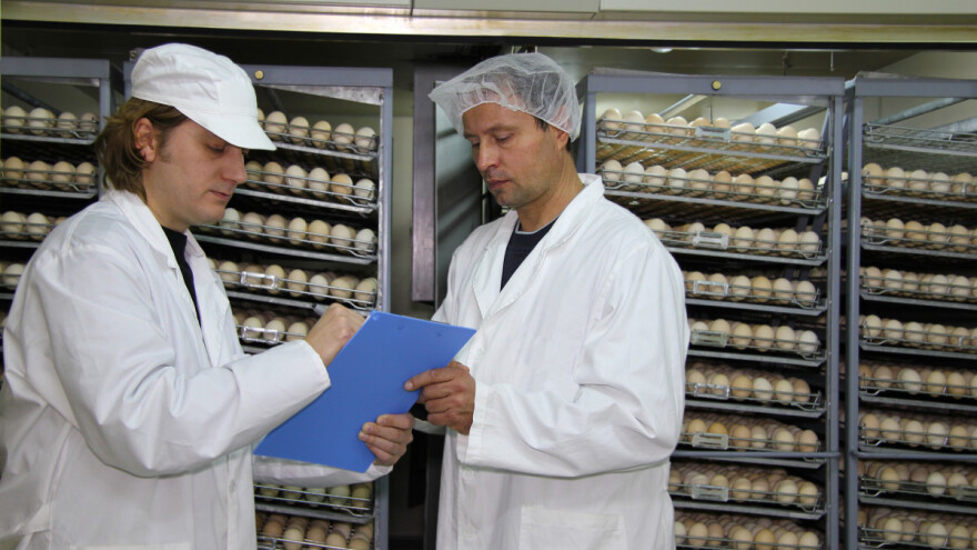 Ruskom tržištu nedostaju jaja za nasad - uvoze iz EU?