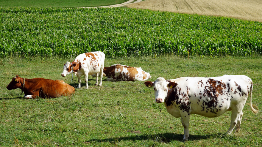 Kako će izgledati poljoprivreda EU sledećih deset godina?