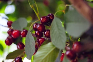 Rod višnje podbacio i do 50 odsto - berba tek krajem juna