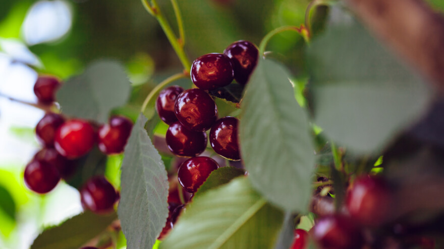 Rod višnje podbacio i do 50 odsto - berba tek krajem juna