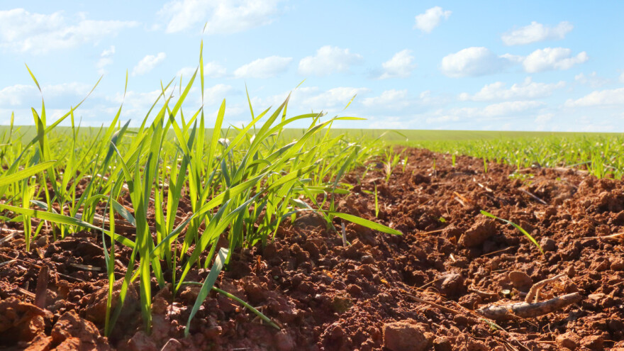 Relejni usev: Žitarice i soja na istoj parceli