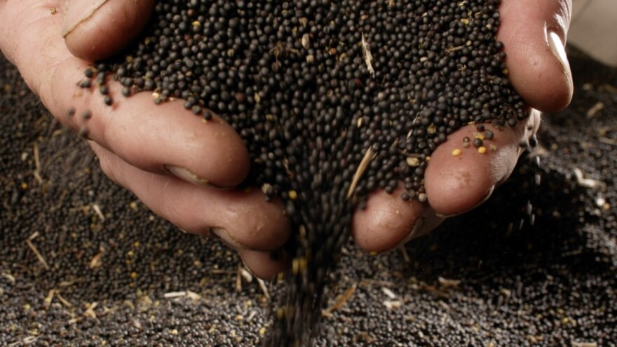 Cijene uljane repice dostigle najviši iznos, kako stoji soja?