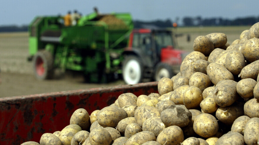 Tri zemlje proizvele su više od pola ukupne proizvodnje krumpira u EU