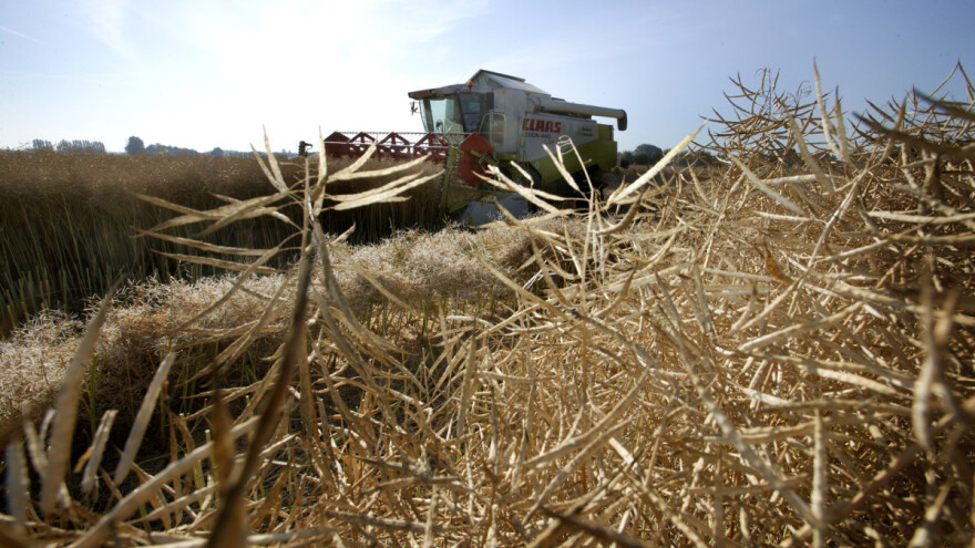 Francusku setvu uništila suša, a u Nemačkoj posejali i do 100.000 ha više uljane repice