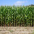 Hoće li suša ponovo "obrati" kukuruz prije poljoprivrednika?