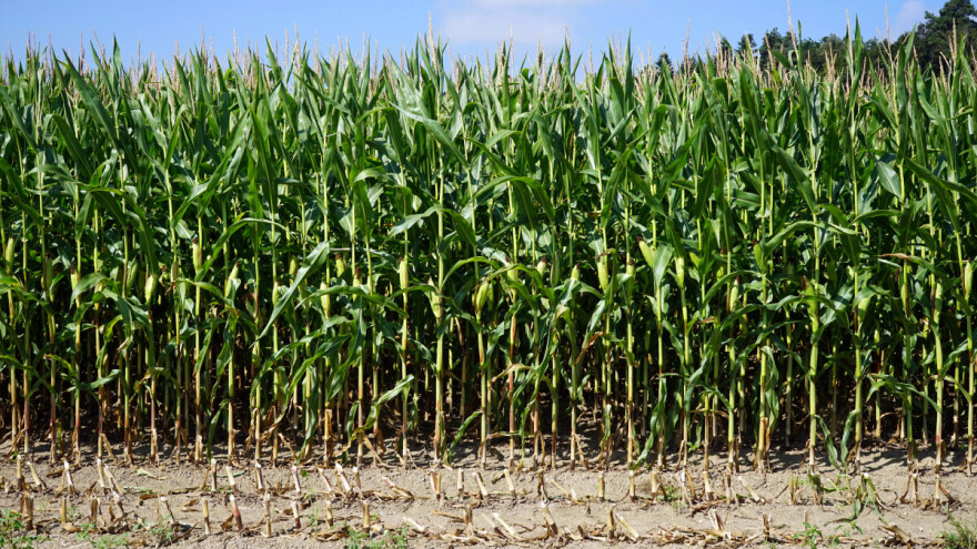 Hoće li suša ponovo "obrati" kukuruz prije poljoprivrednika?