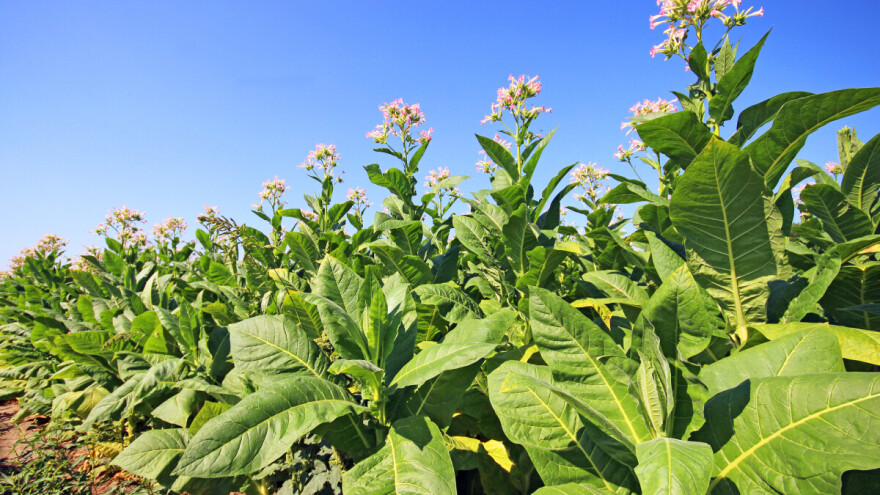 Udruga Krupan list: Pitanje je ostati ili odustati od proizvodnje duhana