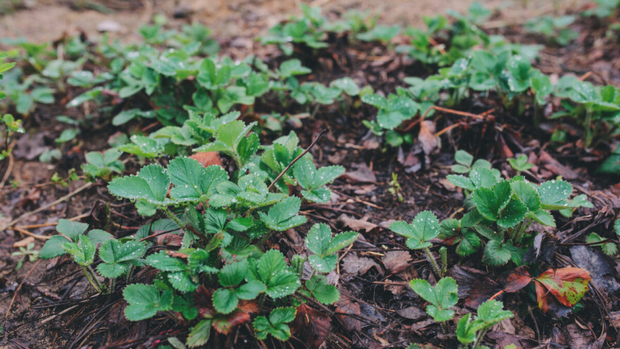 Šta se radi s jagodama u rano proljeće?
