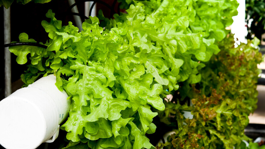 U Japanu agrarna revolucija, bez zemlje i zemljoradnika