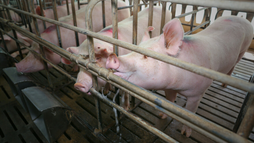 Broj svinja sve manji u Srbiji, a potrošnja svinjskog mesa veća