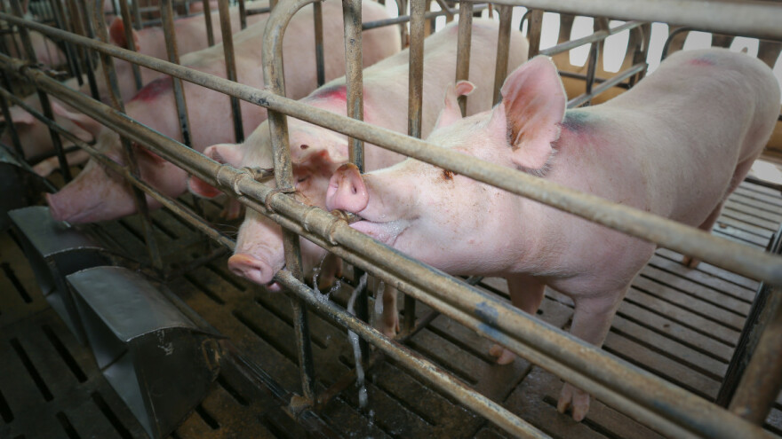 Vučković: Svinjogojstvo ima vitalnu važnost za hrvatsku poljoprivredu