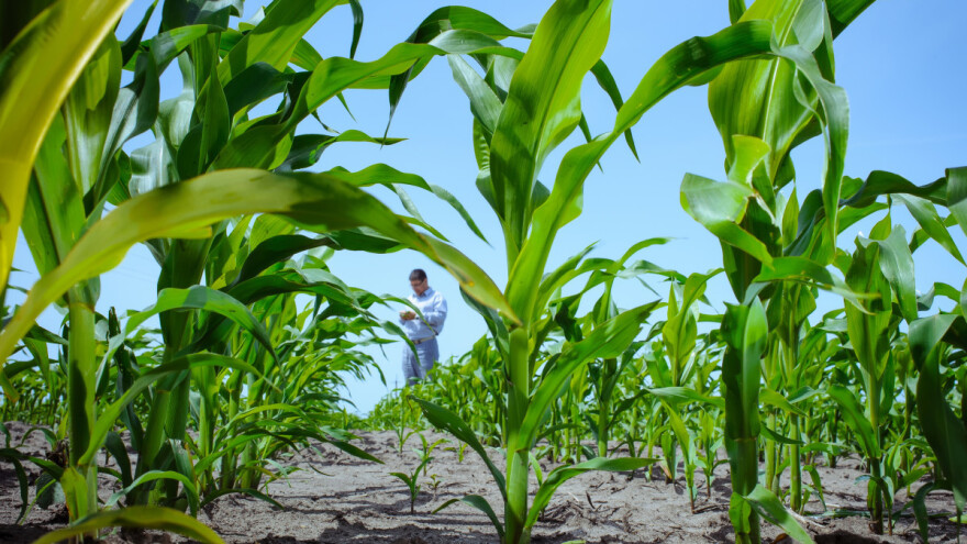 Kukuruz tretiran vitaminom E tolerantniji na sušu