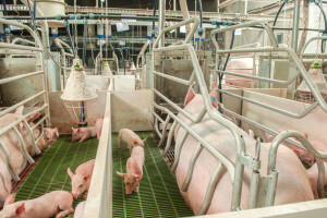 Rusija prestigla Brazil - postala peti globalni proizvođač svinjetine