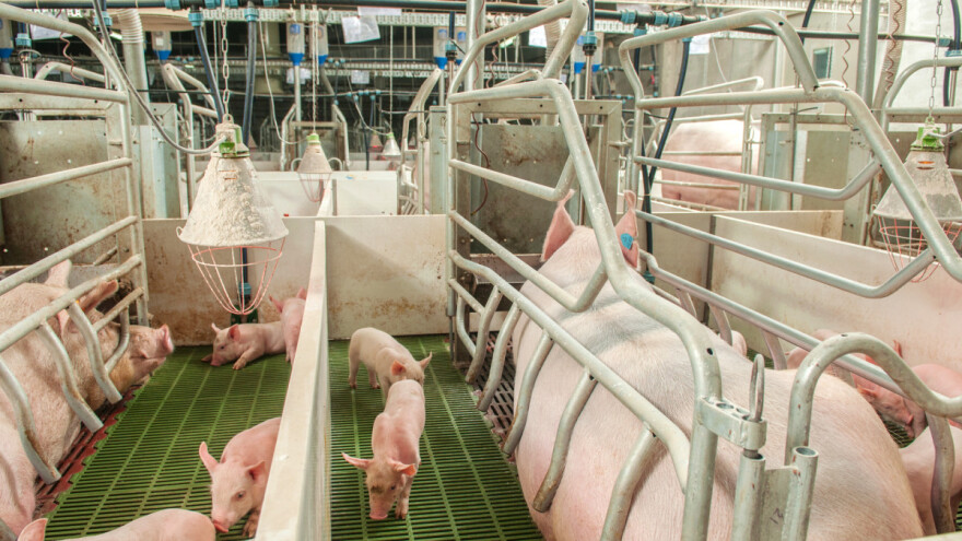 Rusija prestigla Brazil - postala peti globalni proizvođač svinjetine