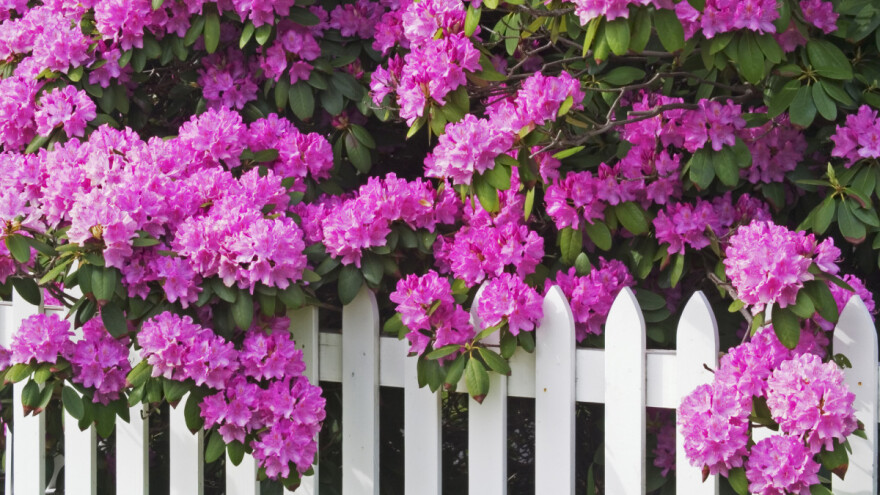 Zemljište vam je kiselo? Evo koje biljke možete da posadite