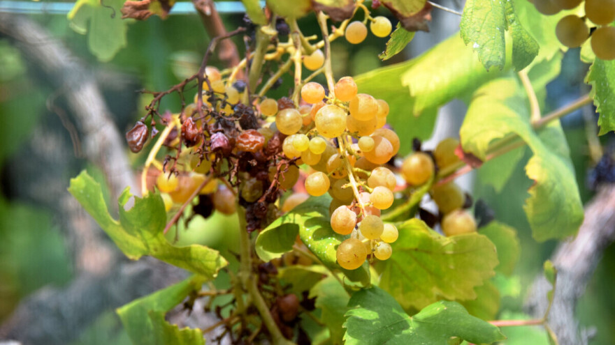 Kako sprečiti ožegotine od sunca na grožđu?