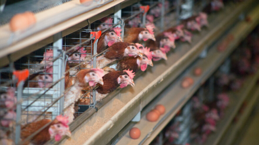 Piletina u RH skuplja od prosjeka EU? Sve više plaćamo i konzumna jaja