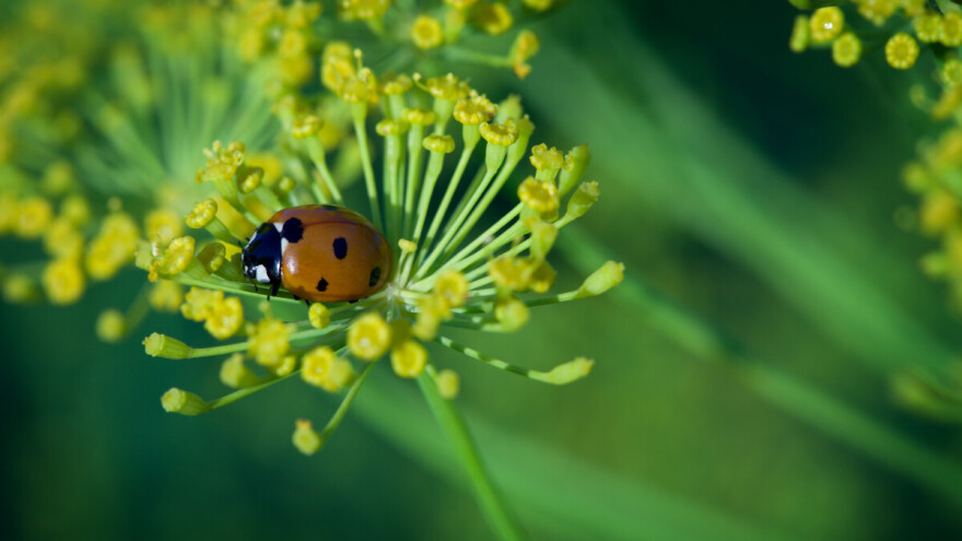 Ove korisne kukce čuvajte u vašoj bašti
