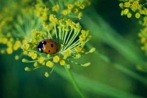 Ove korisne insekte čuvajte u vašoj bašti