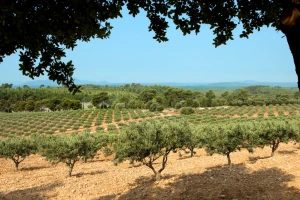 Mediteranska poljoprivreda postaje prioritet u Trebinju