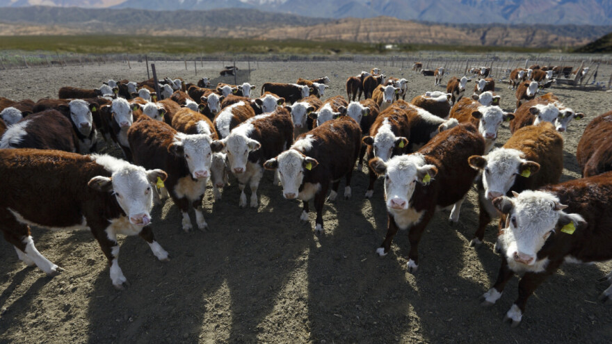 Kolike su farme u zemljama Merkosura i imaju li EU poljoprivrednici šanse protiv njih?