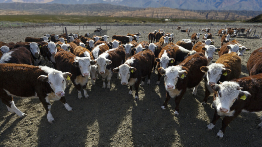 Povećava se broj stada goveda zaraženih ptičjom gripom