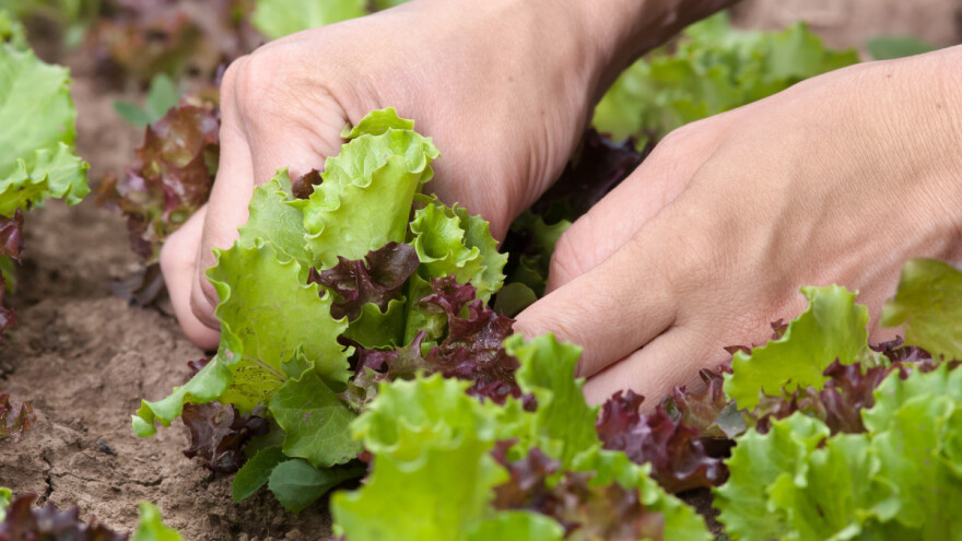 Narodna vjerovanja: Mjesec i poljoprivreda u uskoj su vezi