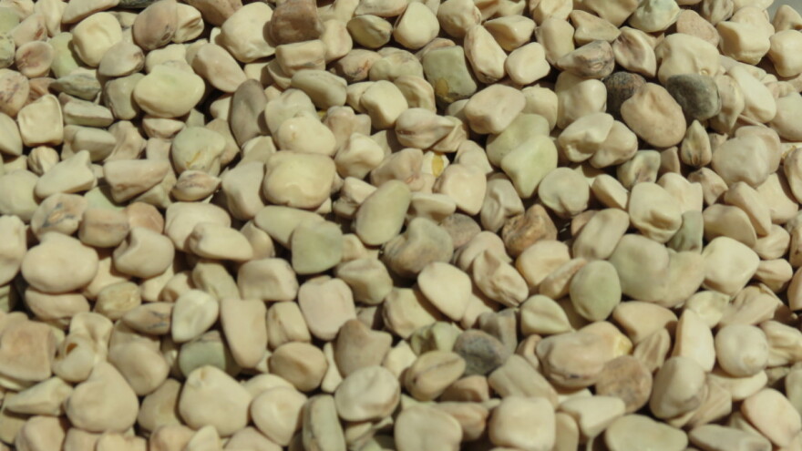 Grah poljak: Pripremite zemljište za staru sortu povrća